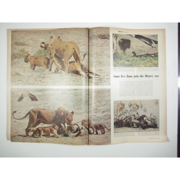 Vintage 1950s Life Magazine 9 Pages Article Disney Anniversary Snow White Movies - Picture 3 of 6